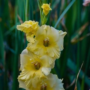 Meet your Posher, Nirupama